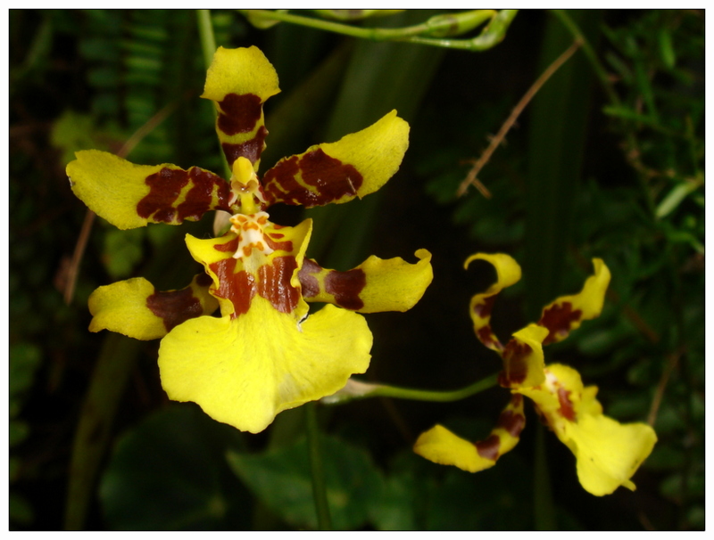 Oncidium sphacelatum | green flowers and scented leaves